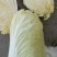 精品娃娃菜，大娃娃菜，小娃娃菜，代收代发全国各地。