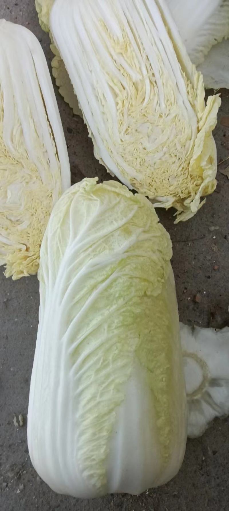 精品娃娃菜，大娃娃菜，小娃娃菜，代收代发全国各地。