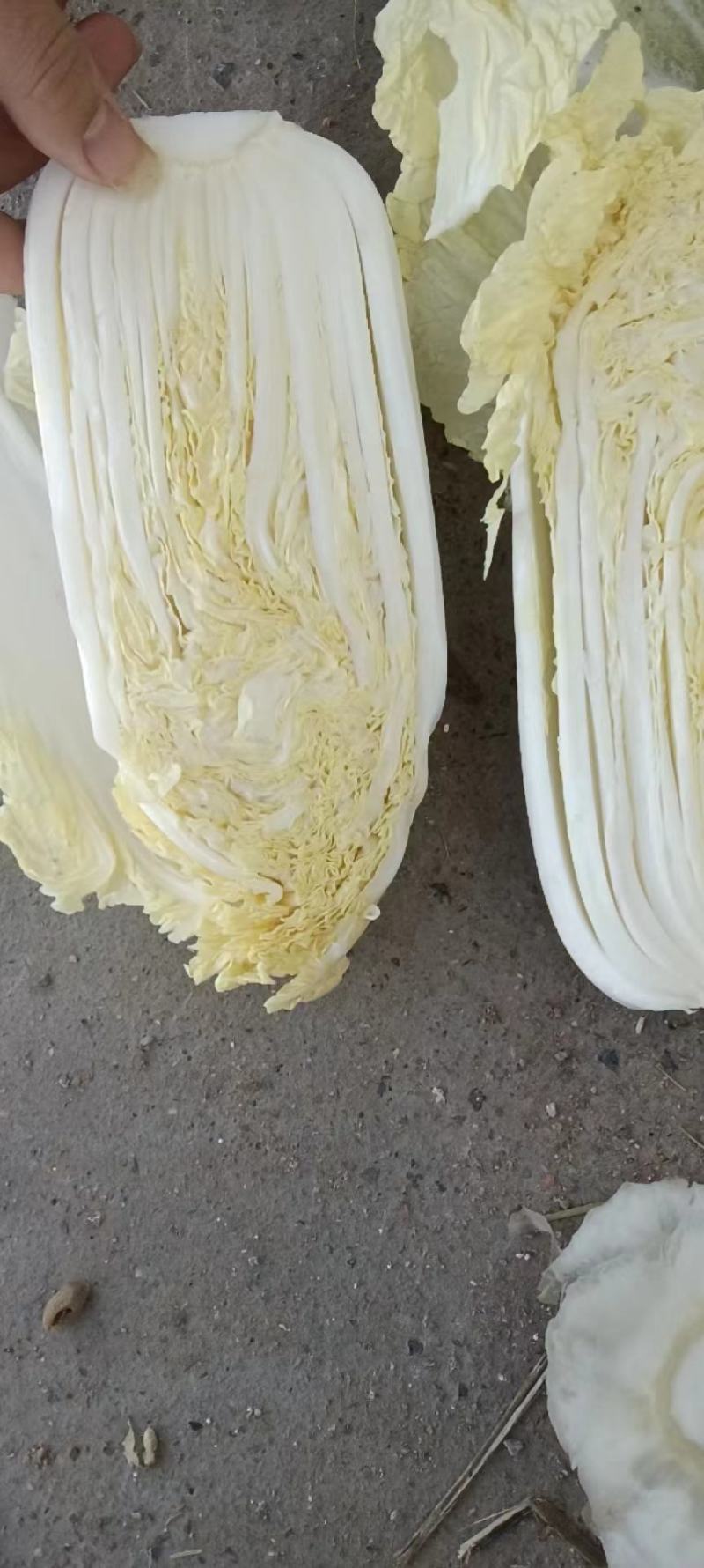 精品娃娃菜，大娃娃菜，小娃娃菜，代收代发全国各地。