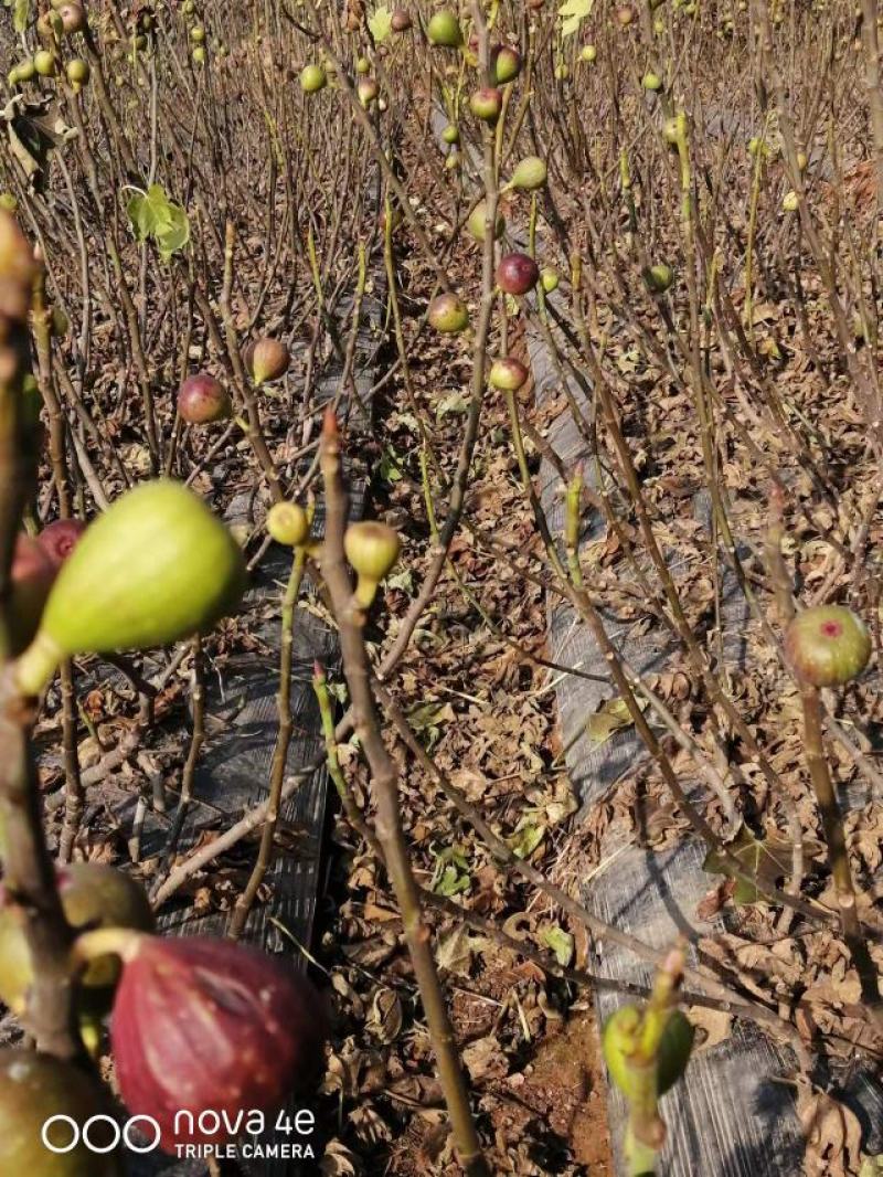 波姬红无花果树苗价格芭劳奈无花果苗布兰瑞无花果树苗