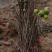 波姬红无花果树苗价格芭劳奈无花果苗布兰瑞无花果树苗