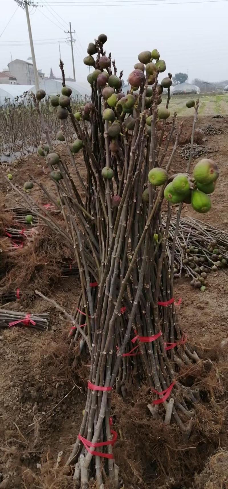 波姬红无花果树苗价格芭劳奈无花果苗布兰瑞无花果树苗