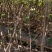 波姬红无花果树苗价格芭劳奈无花果苗布兰瑞无花果树苗