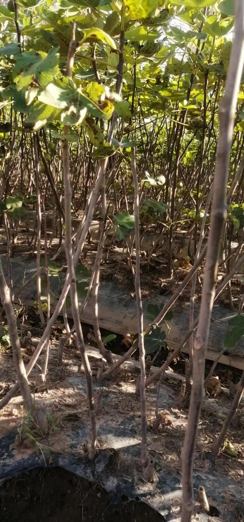 波姬红无花果树苗价格芭劳奈无花果苗布兰瑞无花果树苗
