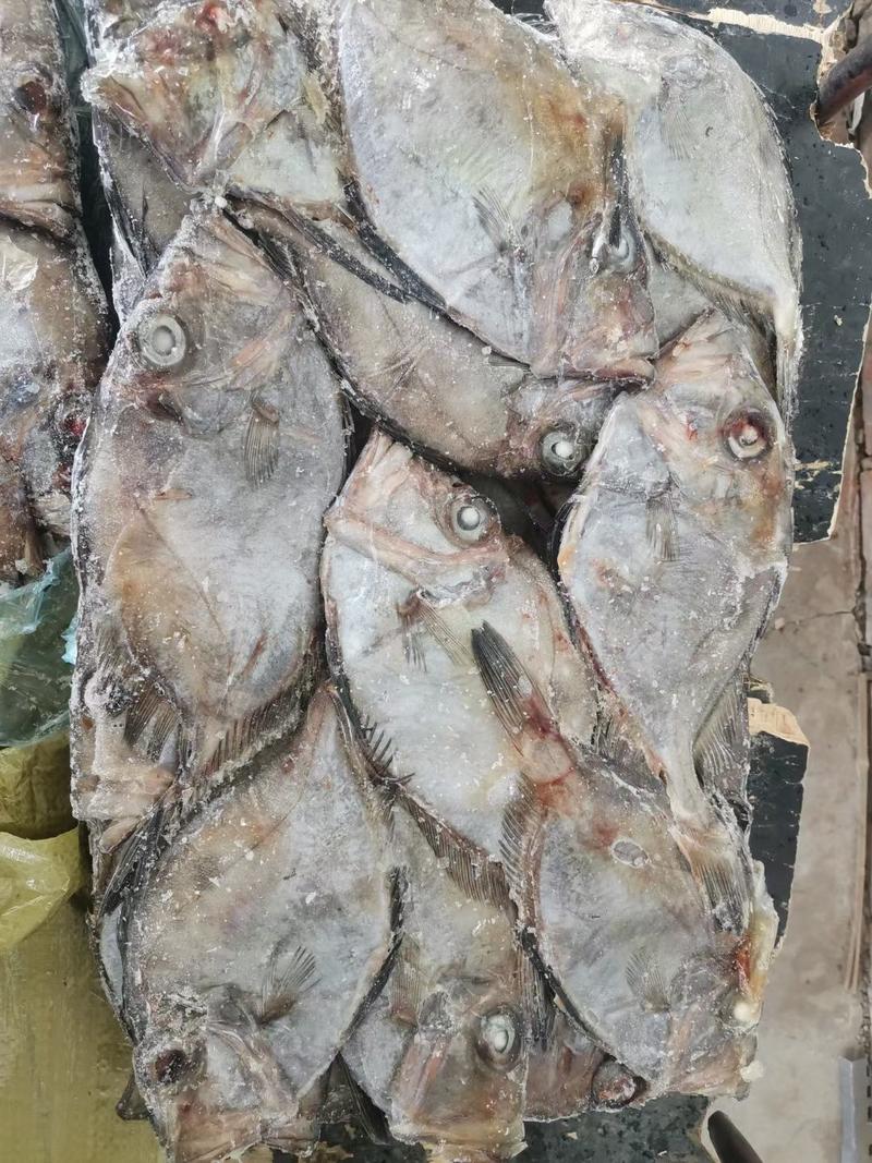 石斑鱼月亮鱼原料成品全系规格一根大刺