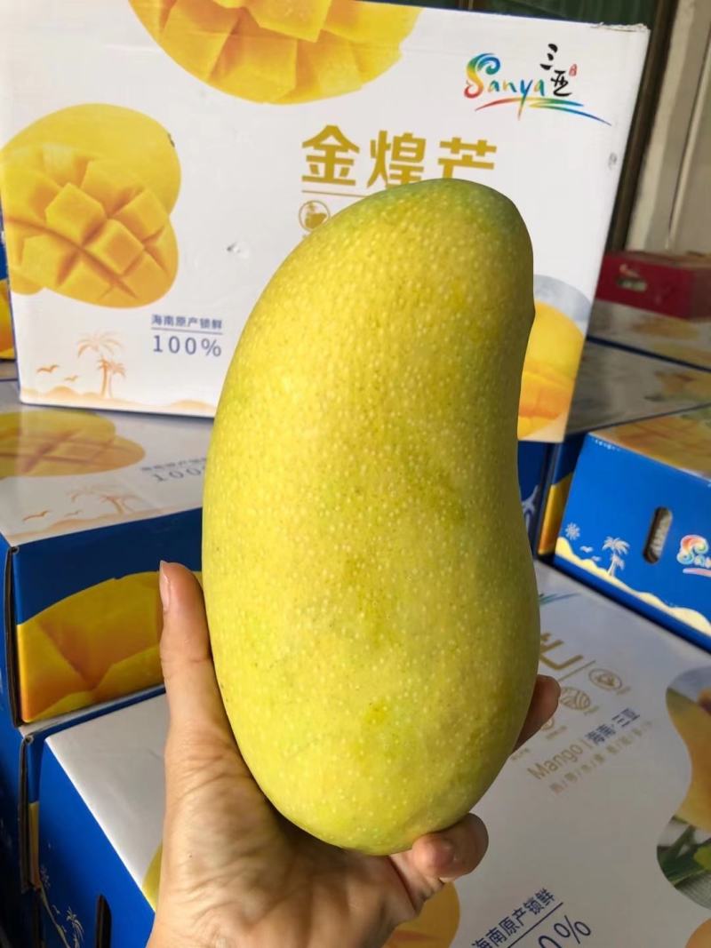 海南三亚金煌芒，精品礼盒装8斤，送礼优选，顺丰包邮！
