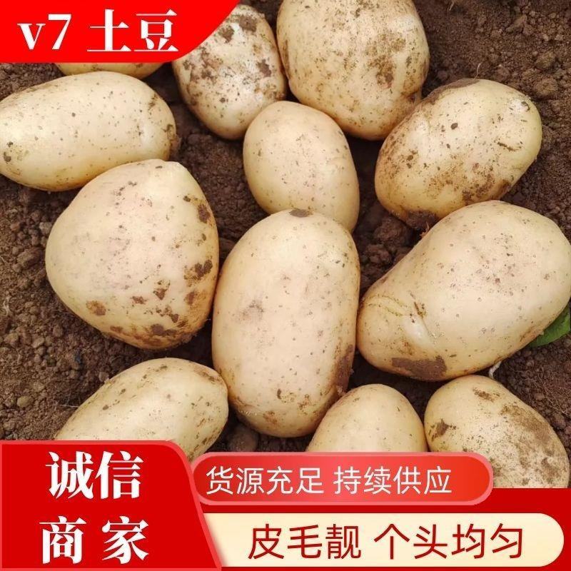 河南通许土豆货量大质量好有场地有工人