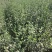 鲜红花果红花丝红花籽云南产新红花西域红花