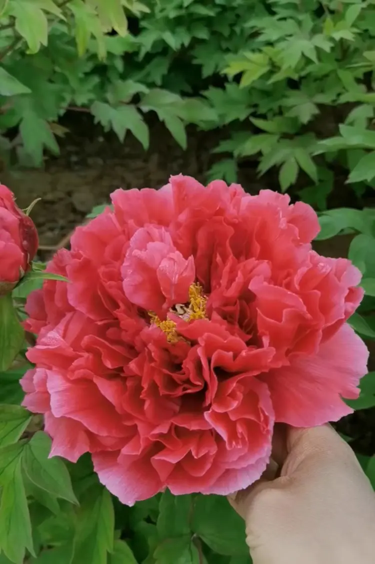 姚黄批发]牡丹花苗牡丹花牡丹苗牡丹鲜花盆栽牡丹，牡丹树价格
