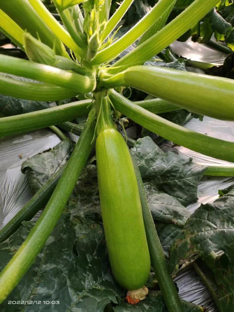 产地直发种植大户