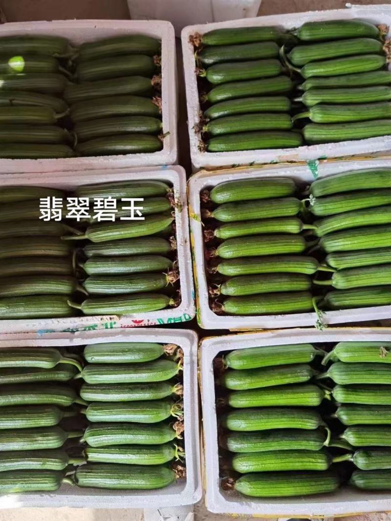 香味浓白籽丝瓜种子翡翠碧玉丝瓜种子早熟短棒水瓜种子抗病