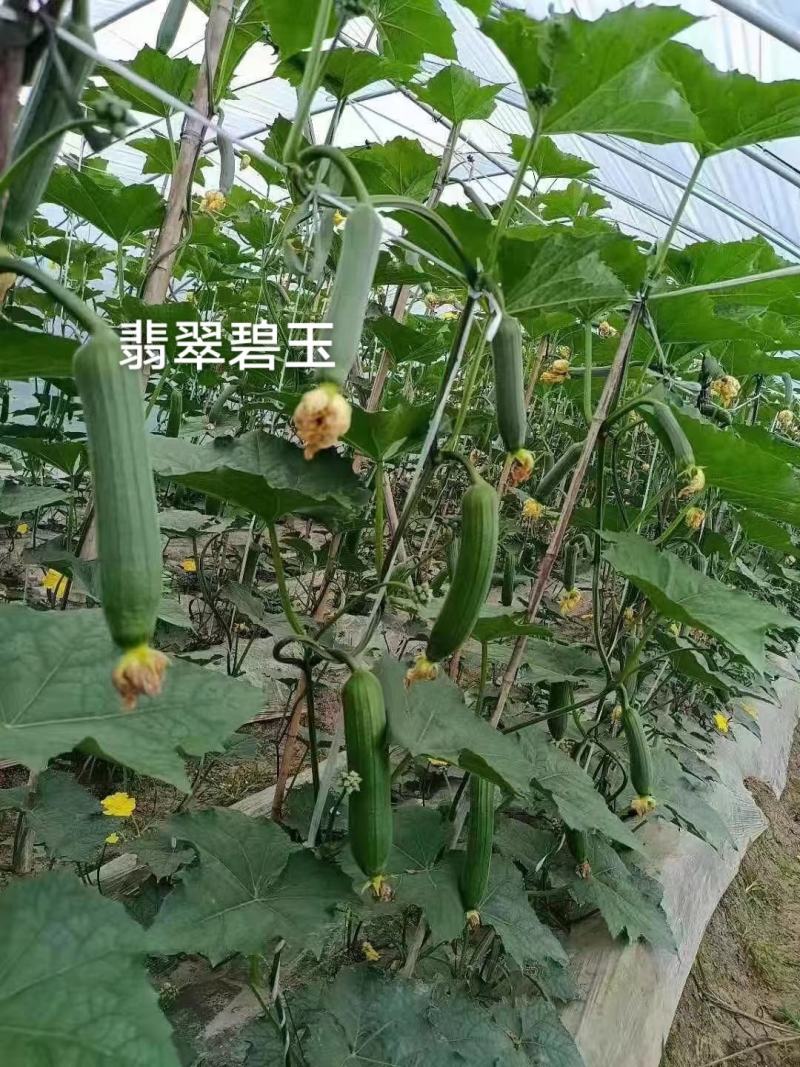 香味浓白籽丝瓜种子翡翠碧玉丝瓜种子早熟短棒水瓜种子抗病