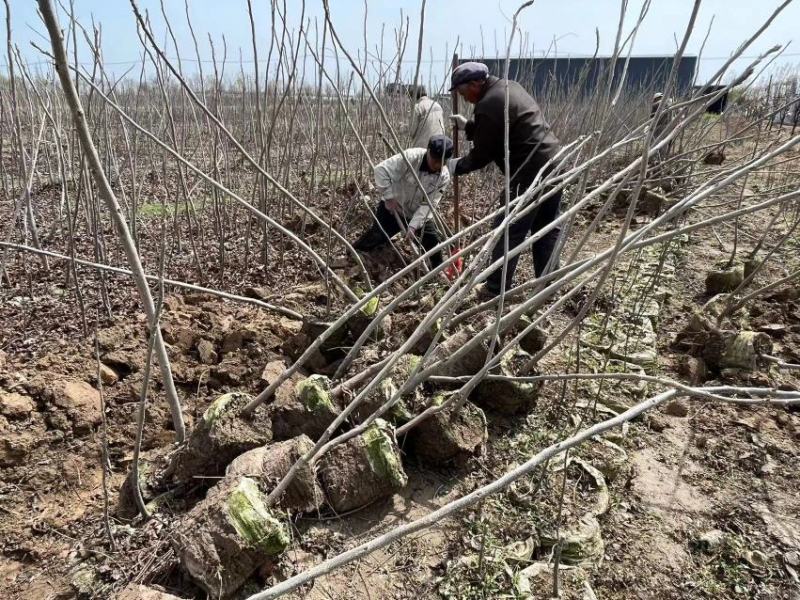 基地出售嫁接碧根果苗品种纯正包成活包技术
