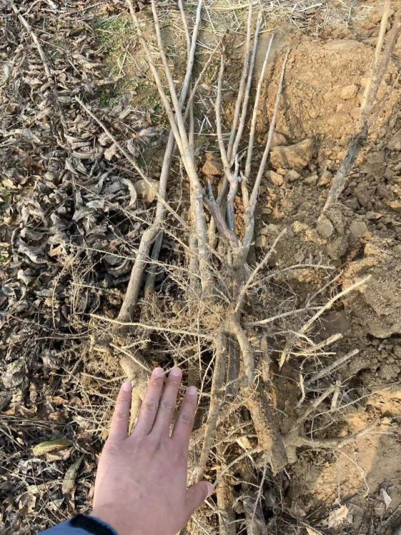 基地出售嫁接碧根果苗品种纯正包成活包技术