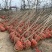 基地出售嫁接碧根果苗品种纯正包成活包技术