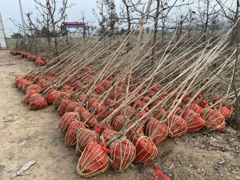 基地出售嫁接碧根果苗品种纯正包成活包技术