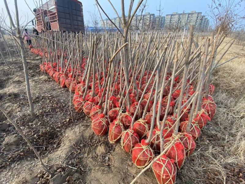基地出售嫁接碧根果苗品种纯正包成活包技术