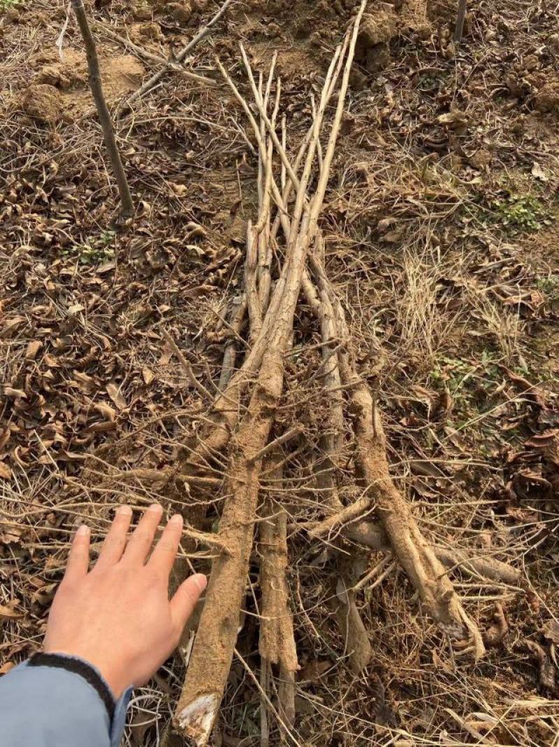 基地出售嫁接碧根果苗品种纯正包成活包技术