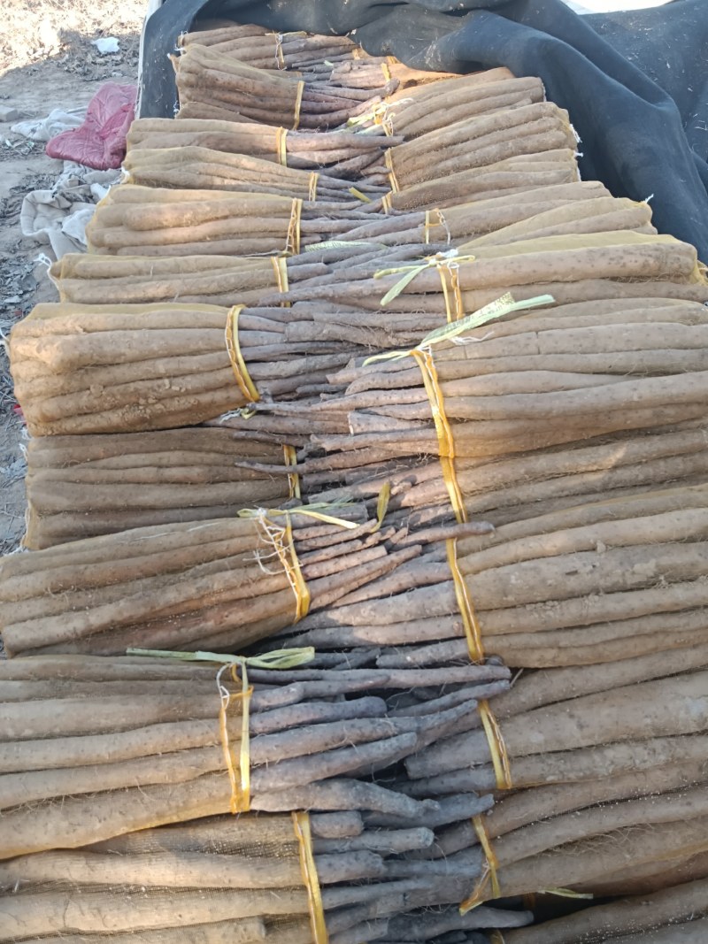 大名县好网袋山药