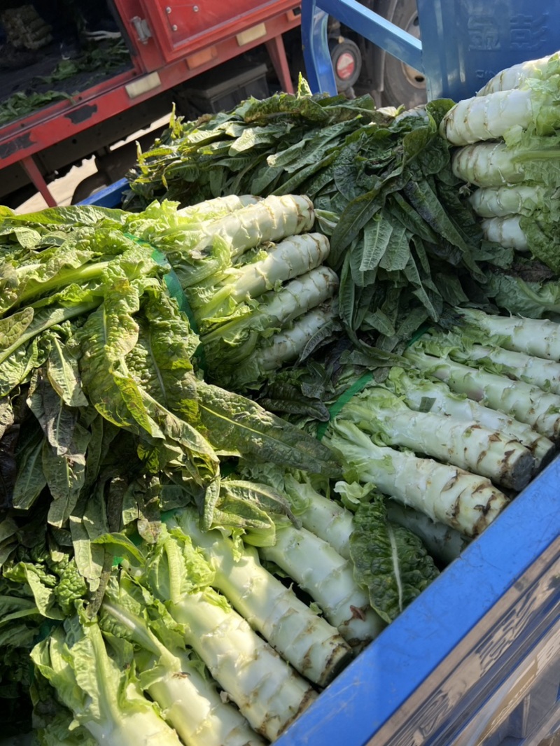 苏州常熟莴笋红叶莴笋青皮种植基地直发电商市场