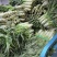 苏州常熟莴笋红叶莴笋青皮种植基地直发电商市场