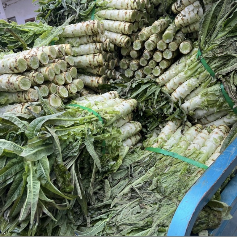 苏州常熟莴笋红叶莴笋青皮种植基地直发电商市场
