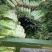 苏州常熟莴笋红叶莴笋青皮种植基地直发电商市场