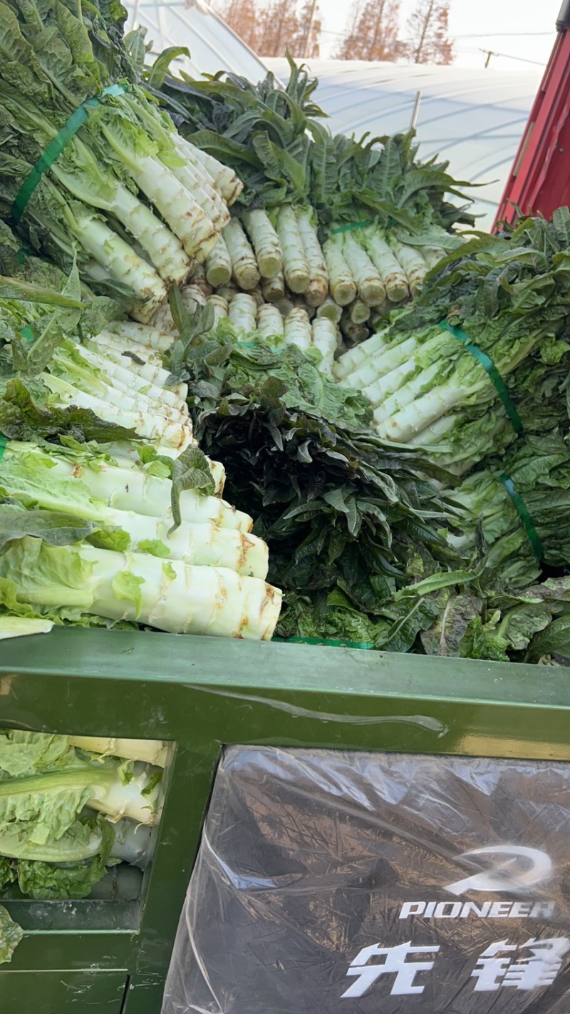 苏州常熟莴笋红叶莴笋青皮种植基地直发电商市场