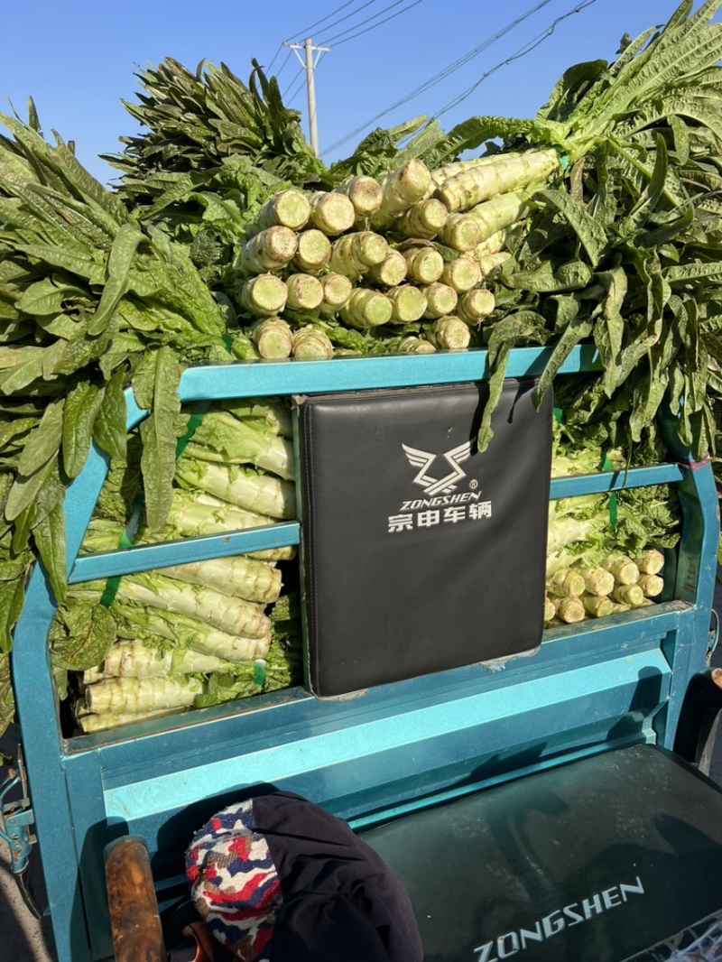 苏州常熟莴笋红叶莴笋青皮种植基地直发电商市场