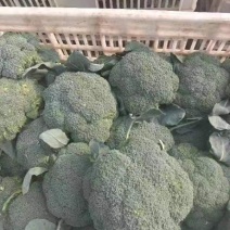 库存西兰花量大需要的与我一亩田联系