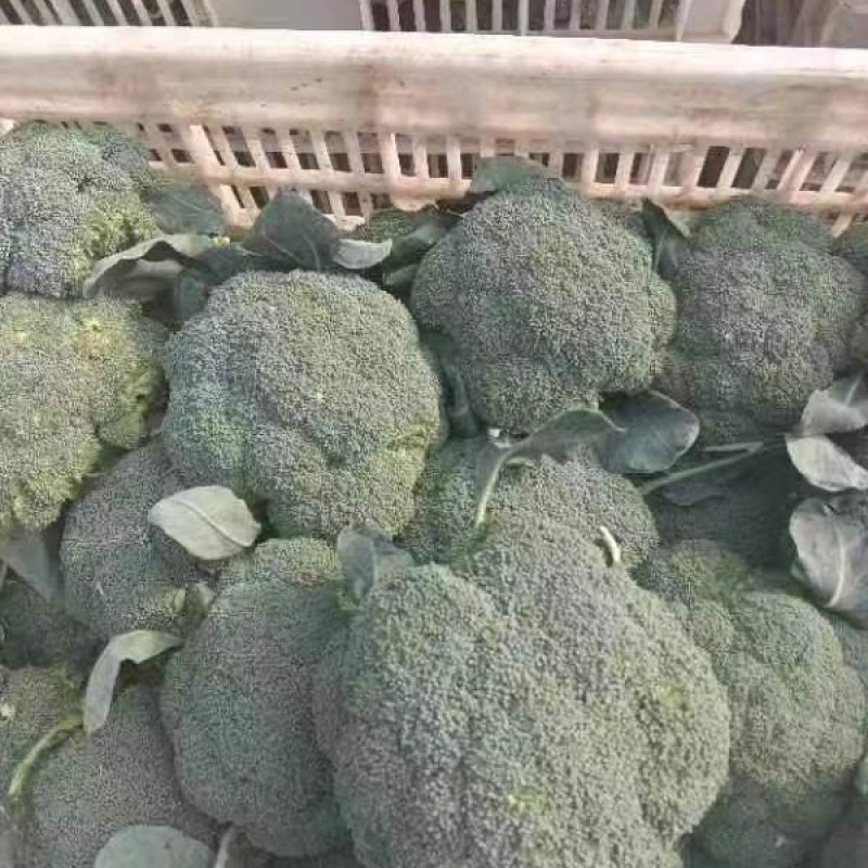 库存西兰花量大需要的与我一亩田联系