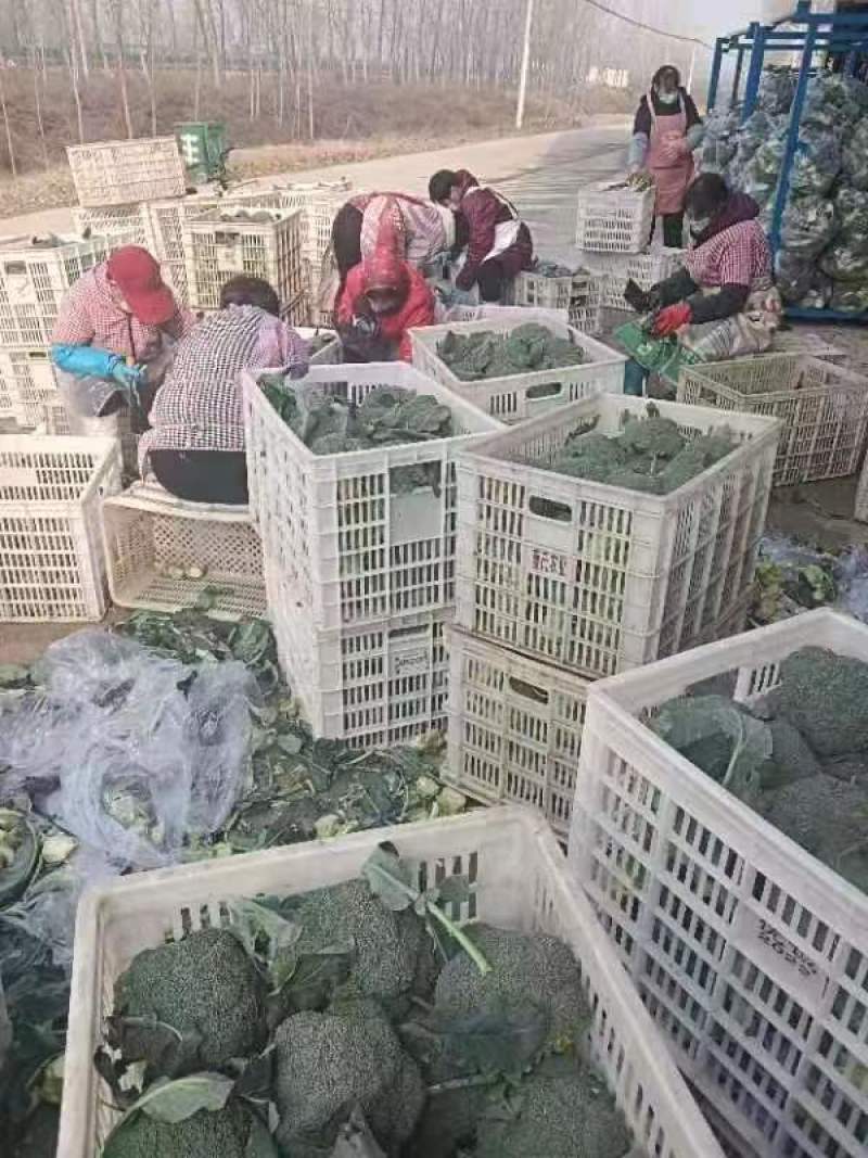 库存西兰花量大需要的与我一亩田联系