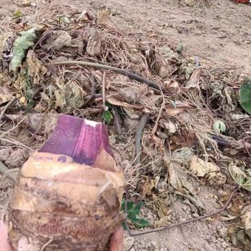 芋母大量上市,社区电商市场商超均可,代发市地质考察均可。