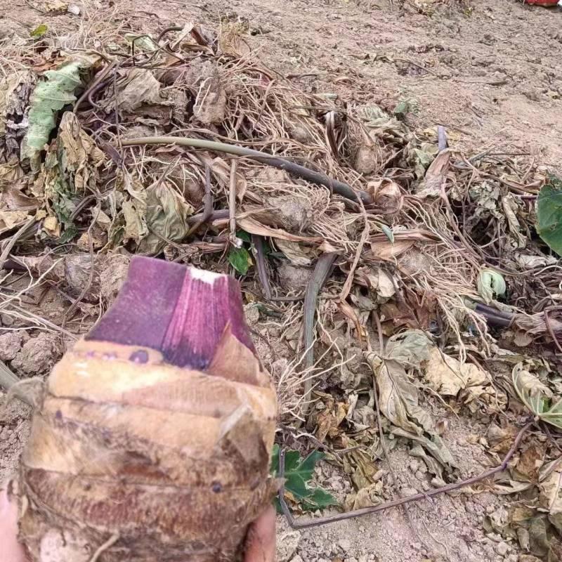芋母大量上市,社区电商市场商超均可,代发市地质考察均可。