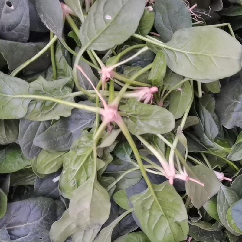 河南商丘趴地小菠菜大量有货，价格不贵，欢迎老板采购