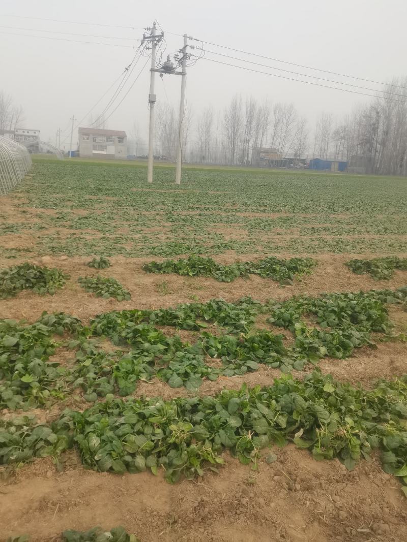 河南商丘趴地小菠菜大量有货，价格不贵，欢迎老板采购