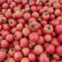 西红柿精品硬粉西红柿，产地直销，欢迎电商市场老板采购
