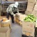 【牛】徐闻县精品鲜辣椒，尖椒量大价优，可整车批发