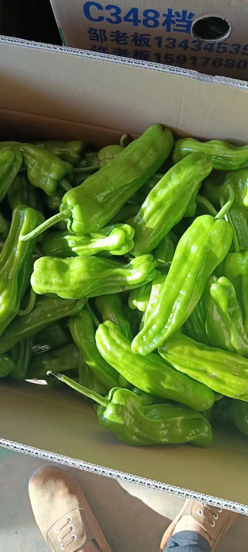 【牛】徐闻县精品鲜辣椒，尖椒量大价优，可整车批发