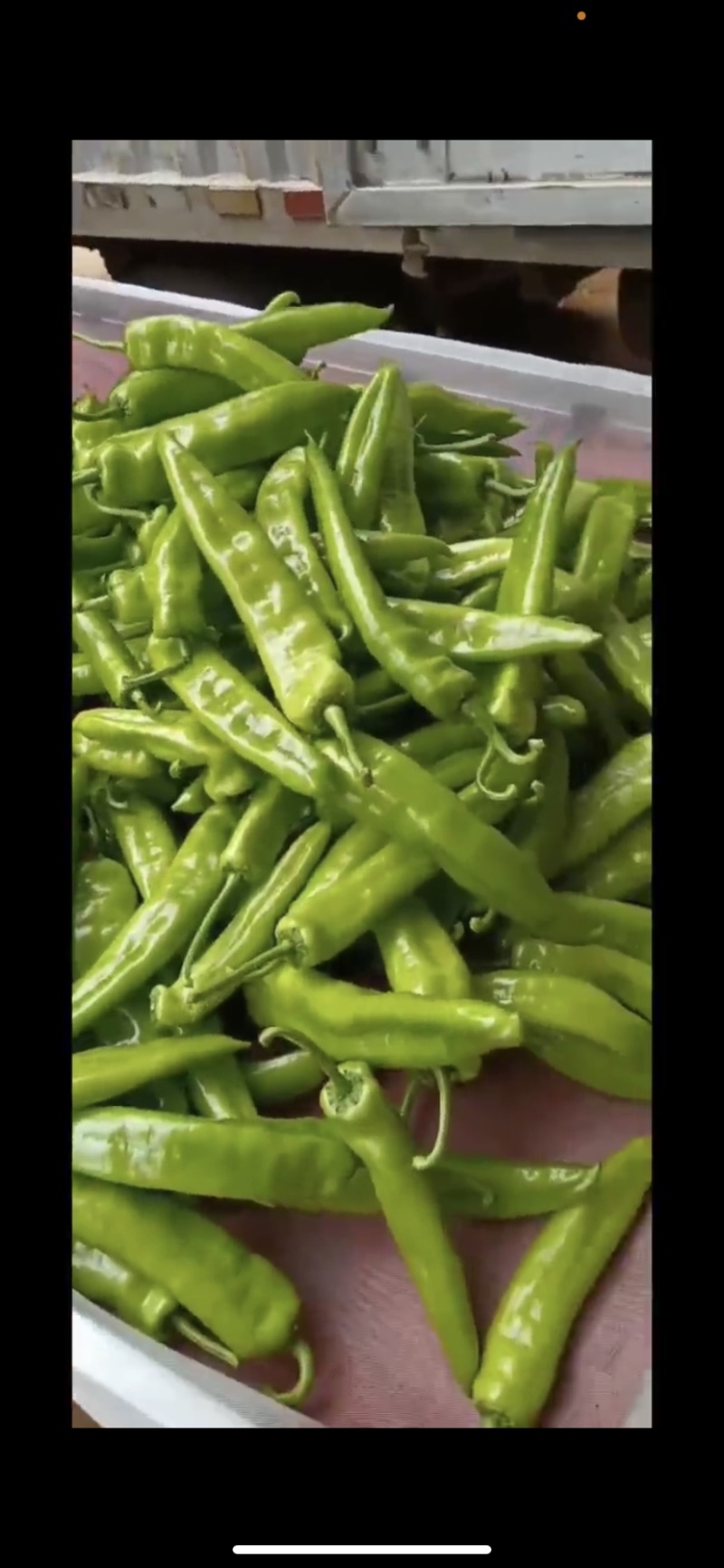 【牛】徐闻县精品鲜辣椒，尖椒量大价优，可整车批发