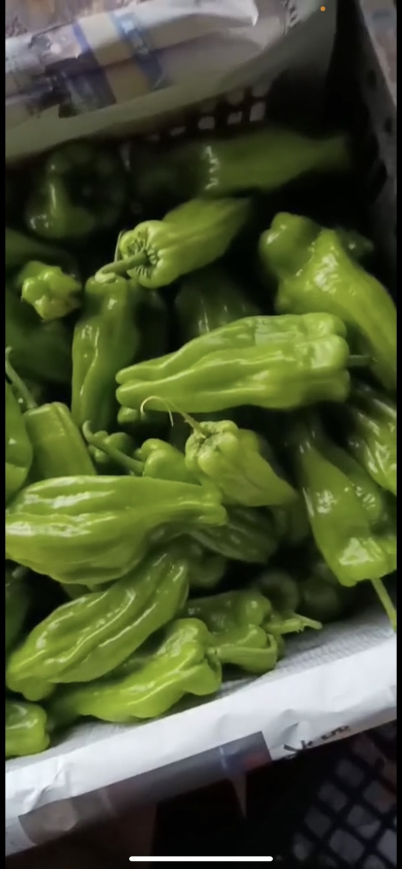 【牛】徐闻县精品鲜辣椒，尖椒量大价优，可整车批发