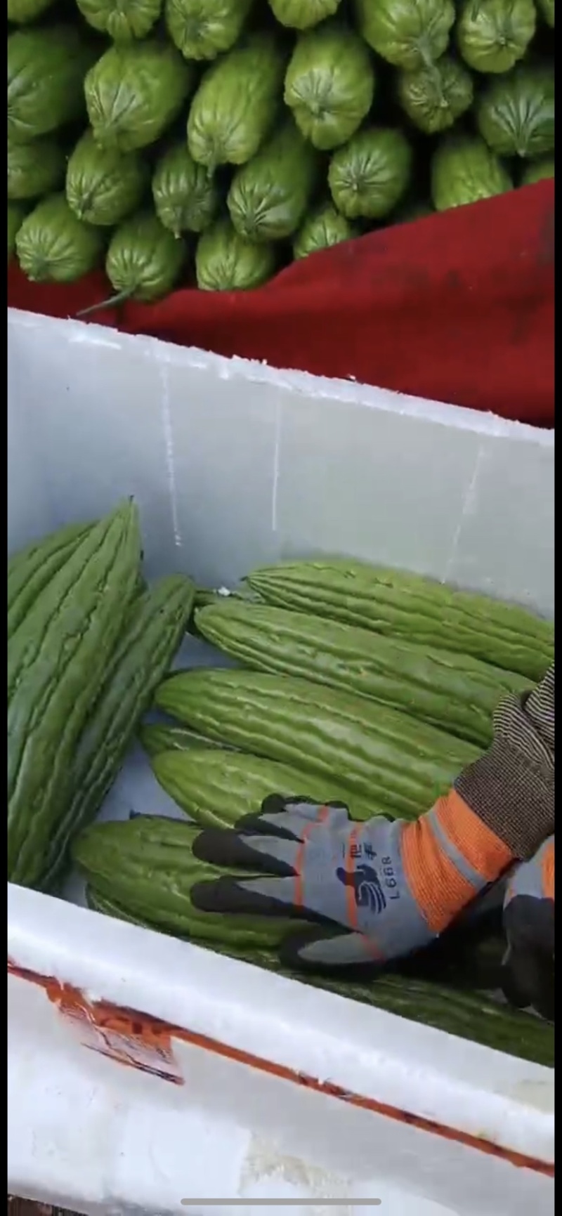 【精品】徐闻县苦瓜批发，可走整车，量大价优，欢迎来电咨询