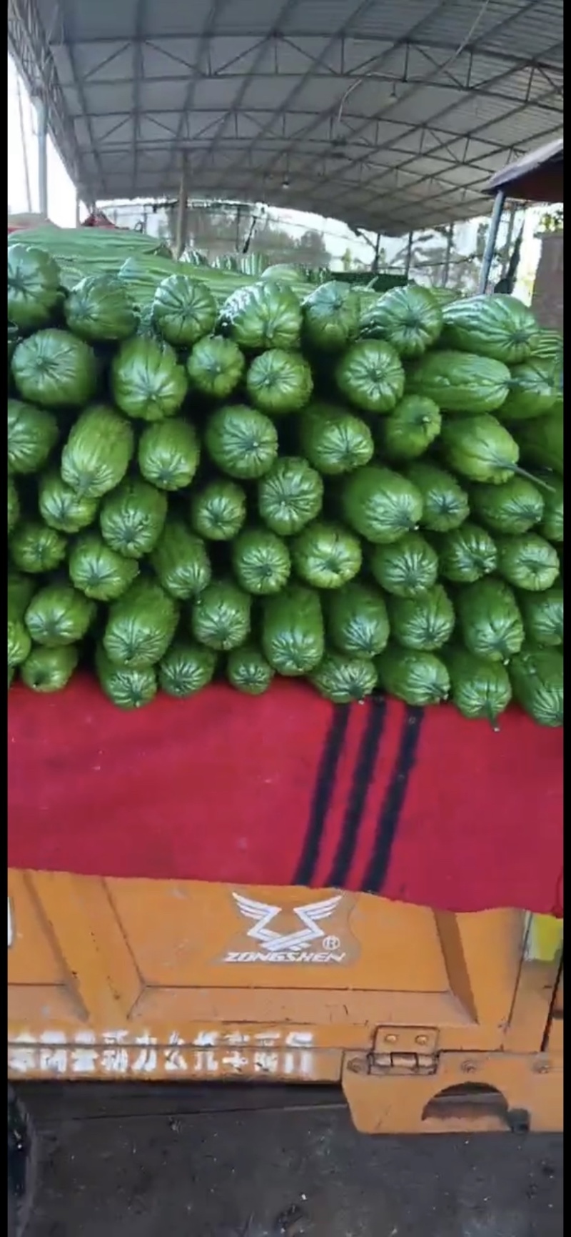 【精品】徐闻县苦瓜批发，可走整车，量大价优，欢迎来电咨询