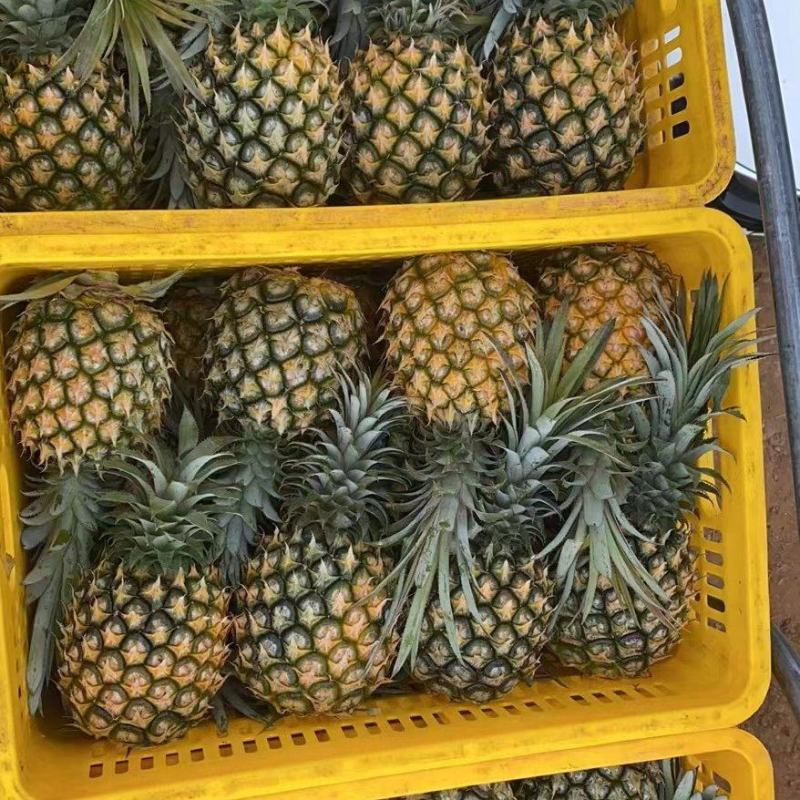 【精品】菠萝大量供应，产地直发货源充足量品质保障大从优