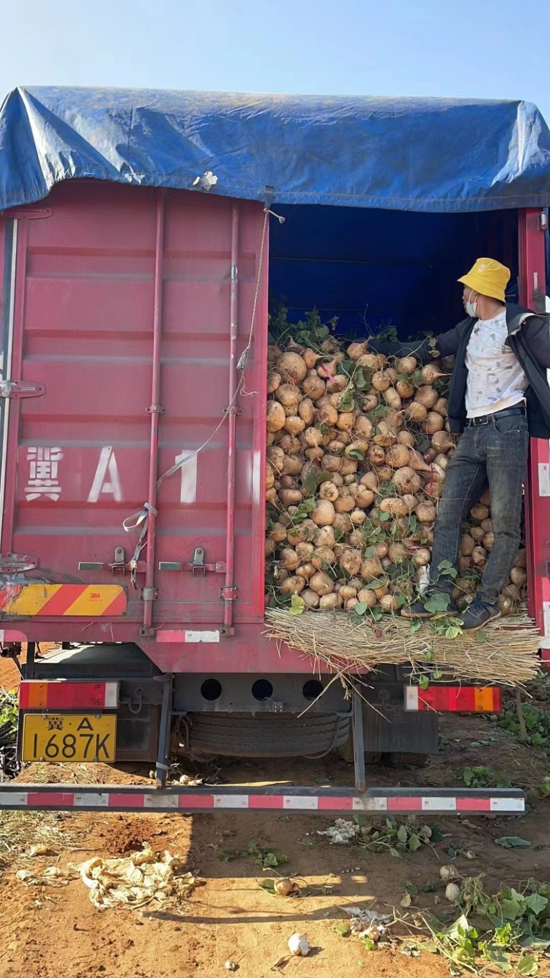 【牛】徐闻县精品凉薯，可走整车批发，欢迎来电咨询