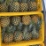 【精品】菠萝大量供应，产地直发货源充足量品质保障大从优