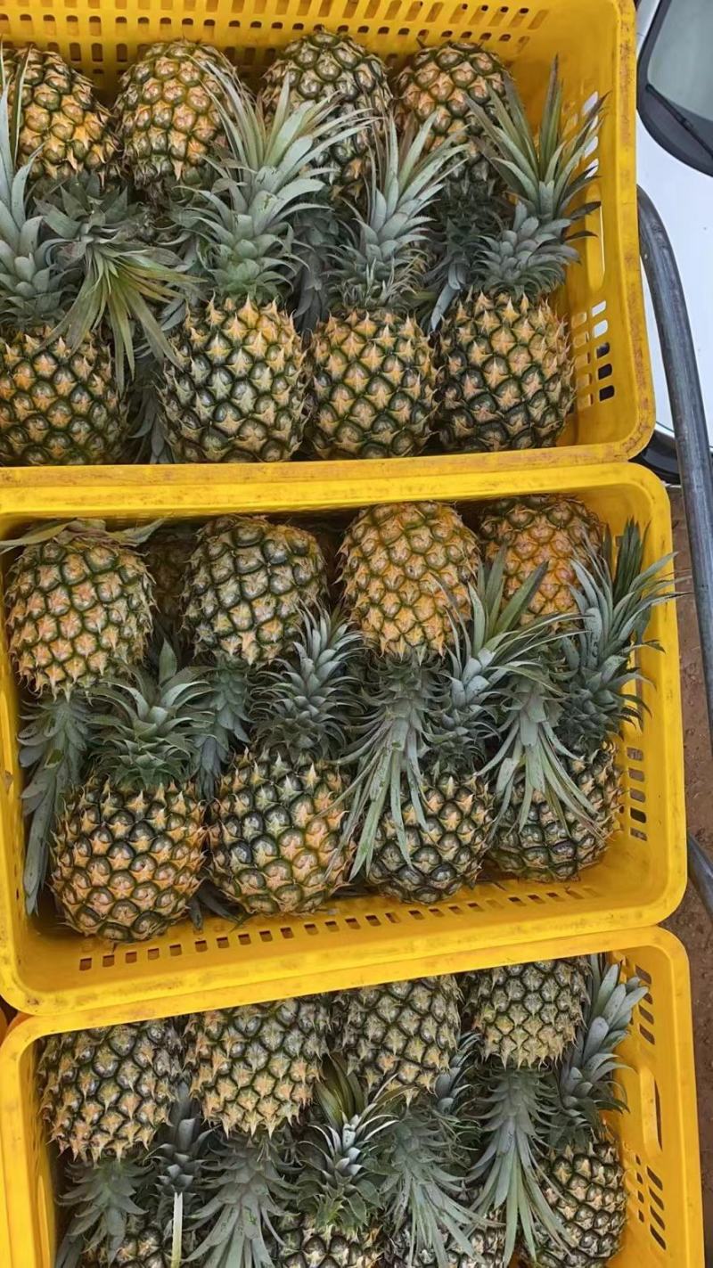 【精品】菠萝大量供应，产地直发货源充足量品质保障大从优