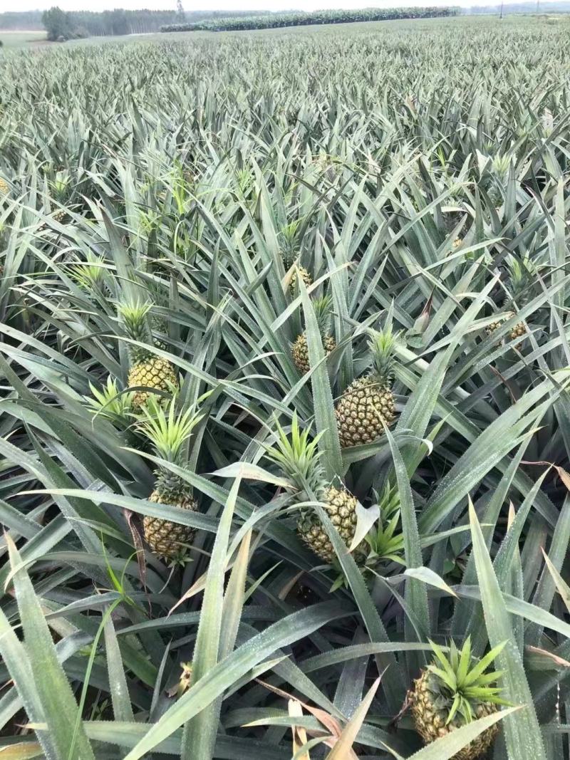 【精品】菠萝大量供应，产地直发货源充足量品质保障大从优