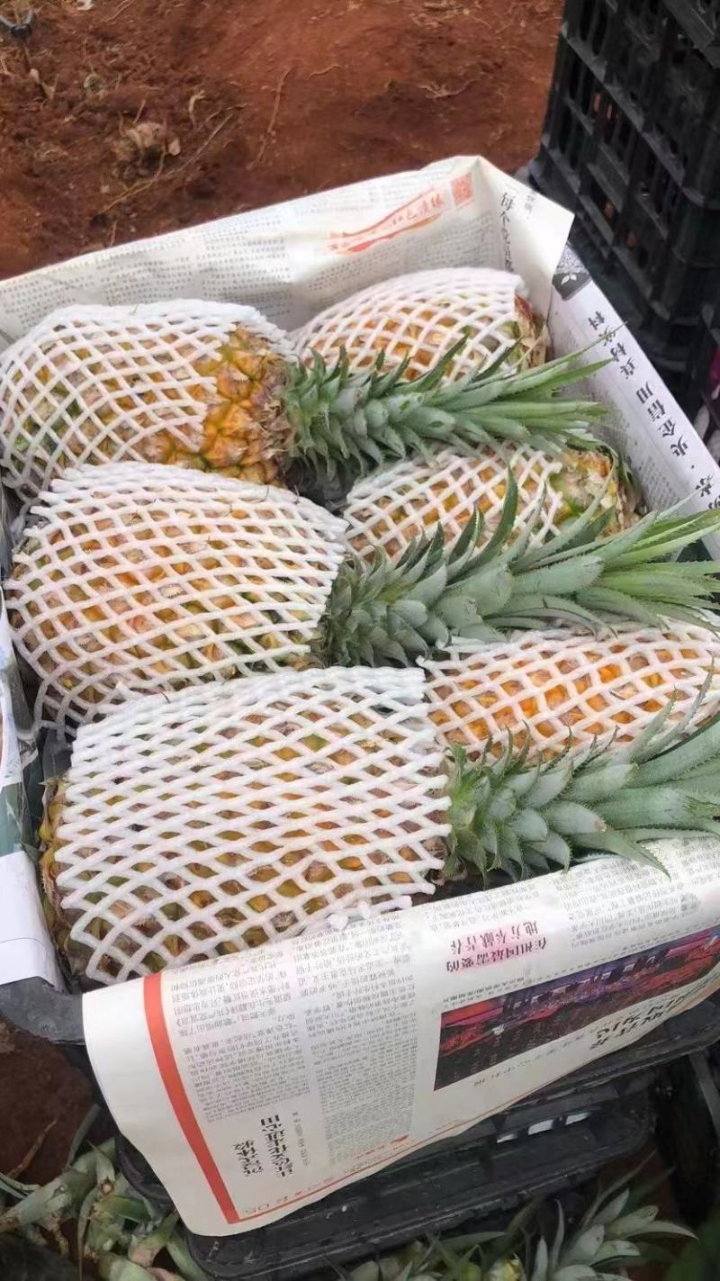 【精品】菠萝大量供应，产地直发货源充足量品质保障大从优