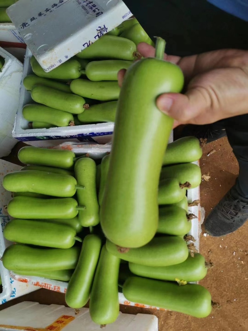 【推荐】徐闻县精品瓠瓜大量上市产地发货